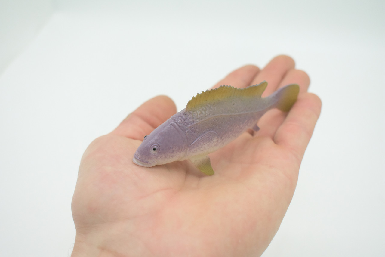 Grouper, Western Blue, Eastern, Australia, Saltwater, Rubber Fish, Realistic, Figure, Model, Replica, Toy, Kids, Educational, Gift,        4 1/2"      F0419 B378