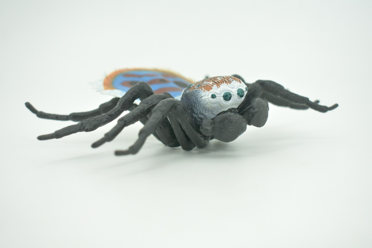 Peacock Spider, Jumping Spiders, Maratus, Museum Quality, Hand Painted, Realistic, Rubber, Insect, Figure, Model, Toy, Kids, Educational, Gift    4 1/2"    CH300 BB181