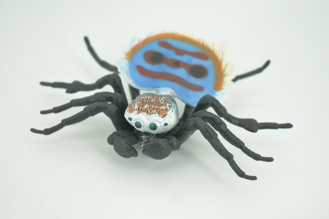 Peacock Spider, Jumping Spiders, Maratus, Museum Quality, Hand Painted, Realistic, Rubber, Insect, Figure, Model, Toy, Kids, Educational, Gift    4 1/2"    CH300 BB181