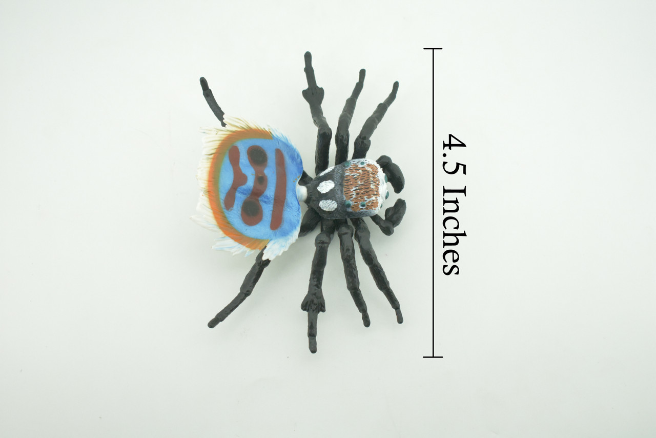 Peacock Spider, Jumping Spiders, Maratus, Museum Quality, Hand Painted, Realistic, Rubber, Insect, Figure, Model, Toy, Kids, Educational, Gift    4 1/2"    CH300 BB181