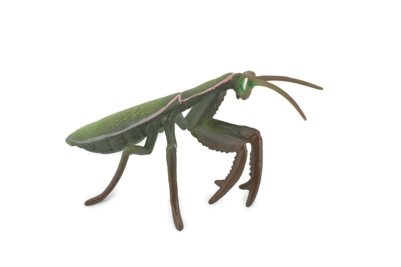 Praying Mantis, Mantodea,  Museum Quality, Rubber Insect, Design, Educational, Hand Painted, Figure, Lifelike Toy, Model, Figurine, Replica, Gift,   5"   CH302 BB181