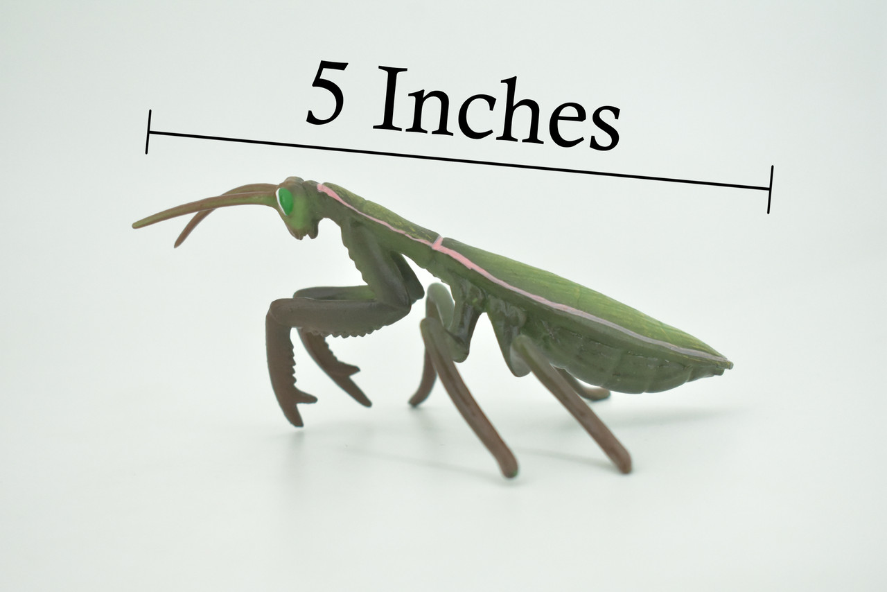 Praying Mantis, Mantodea,  Museum Quality, Rubber Insect, Design, Educational, Hand Painted, Figure, Lifelike Toy, Model, Figurine, Replica, Gift,   5"   CH302 BB181