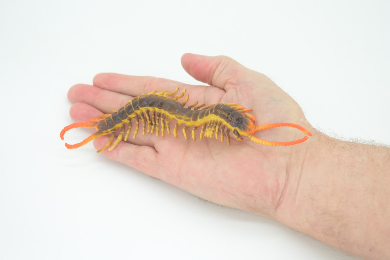 Centipede, Brown, Predatory arthropods, Hand Painted, Rubber Insect, Educational, Realistic Figure, Lifelike Model, 7 Inches Long.