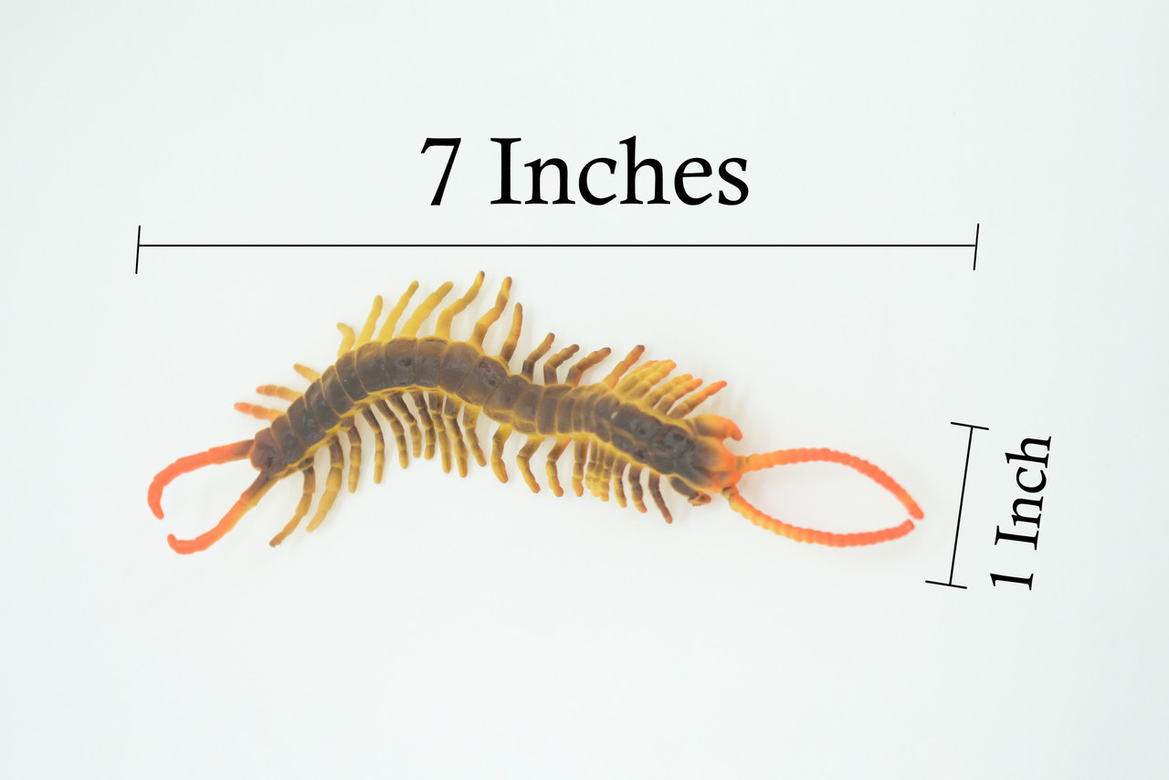 Centipede, Brown, Predatory arthropods, Hand Painted, Rubber Insect, Educational, Realistic Figure, Lifelike Model, 7 Inches Long.
