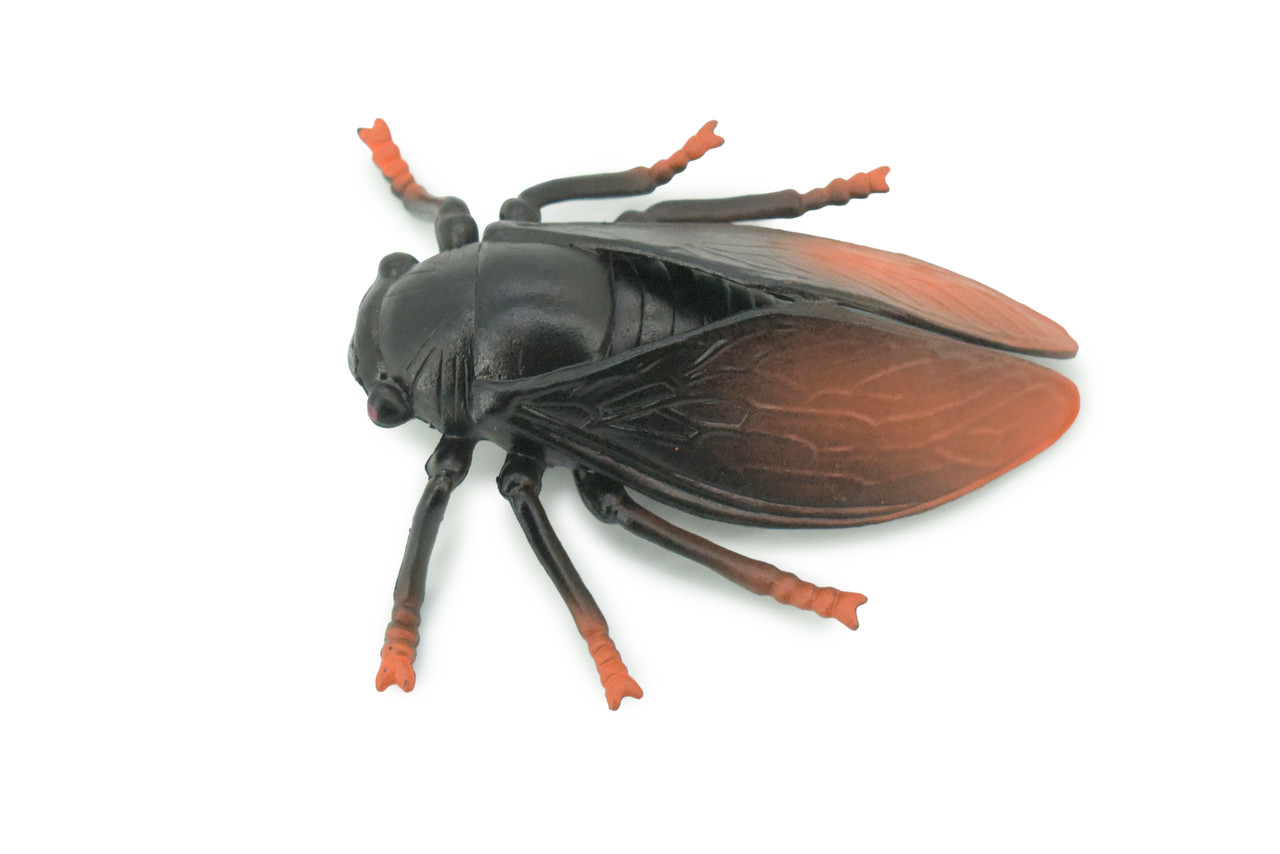 Cicada, Cicadidae, Hand Painted, Rubber Insect, Educational, Realistic Figure, Lifelike Model,  4 Inches Long, 3 Inches Wide.
