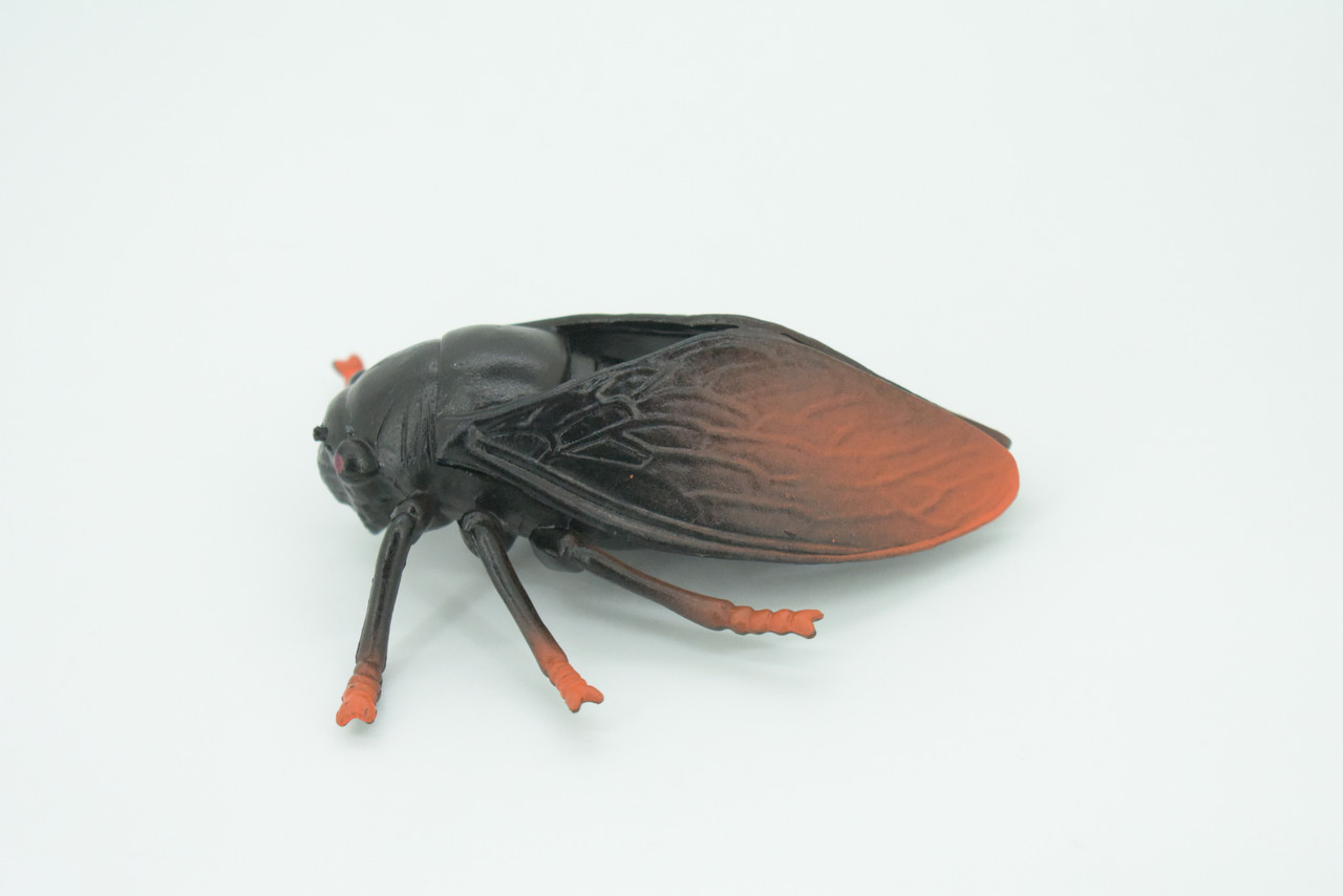 Cicada, Cicadidae, Hand Painted, Rubber Insect, Educational, Realistic Figure, Lifelike Model, Gift,   4"    AR21 B329