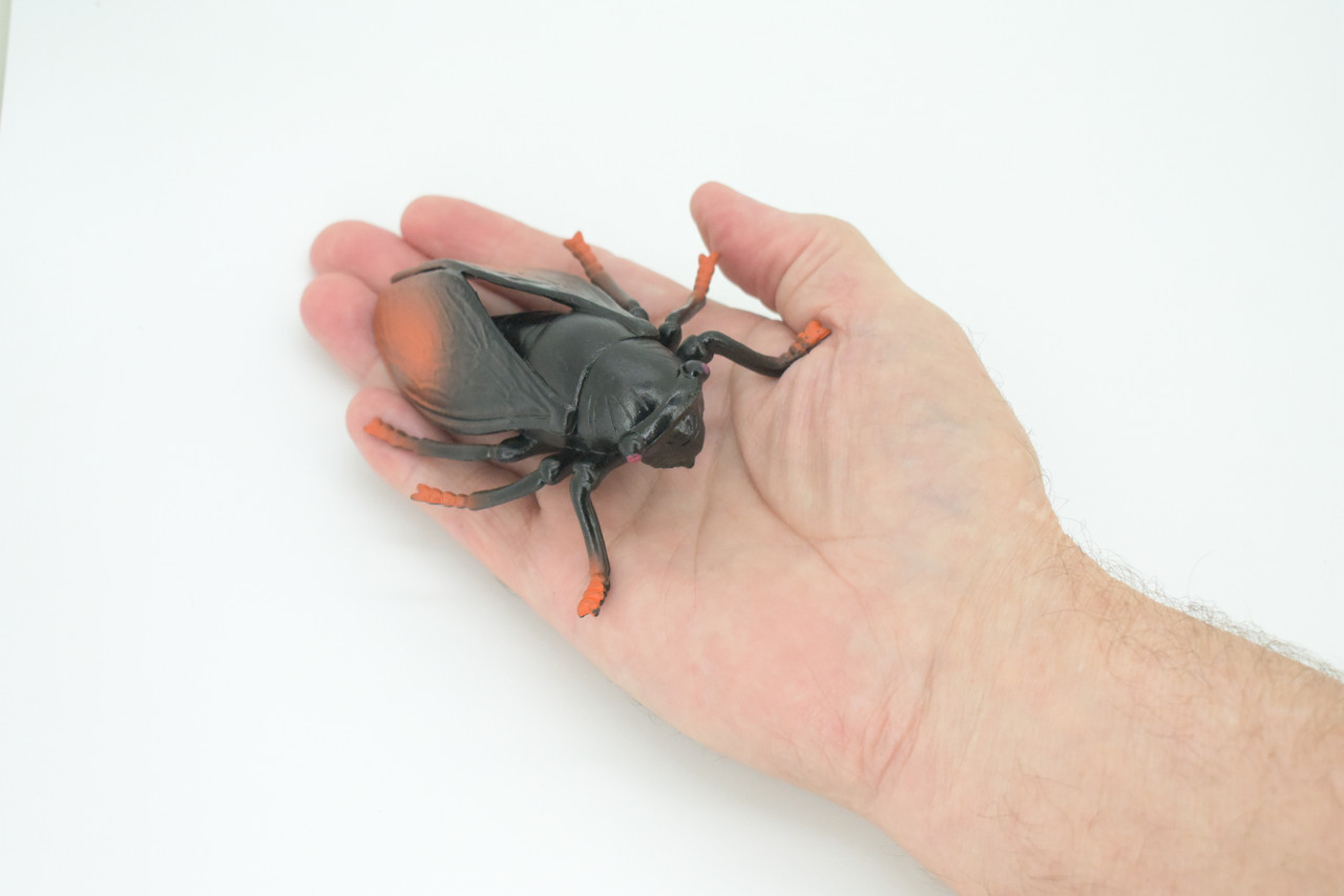 Cicada, Cicadidae, Hand Painted, Rubber Insect, Educational, Realistic Figure, Lifelike Model,  4 Inches Long, 3 Inches Wide.