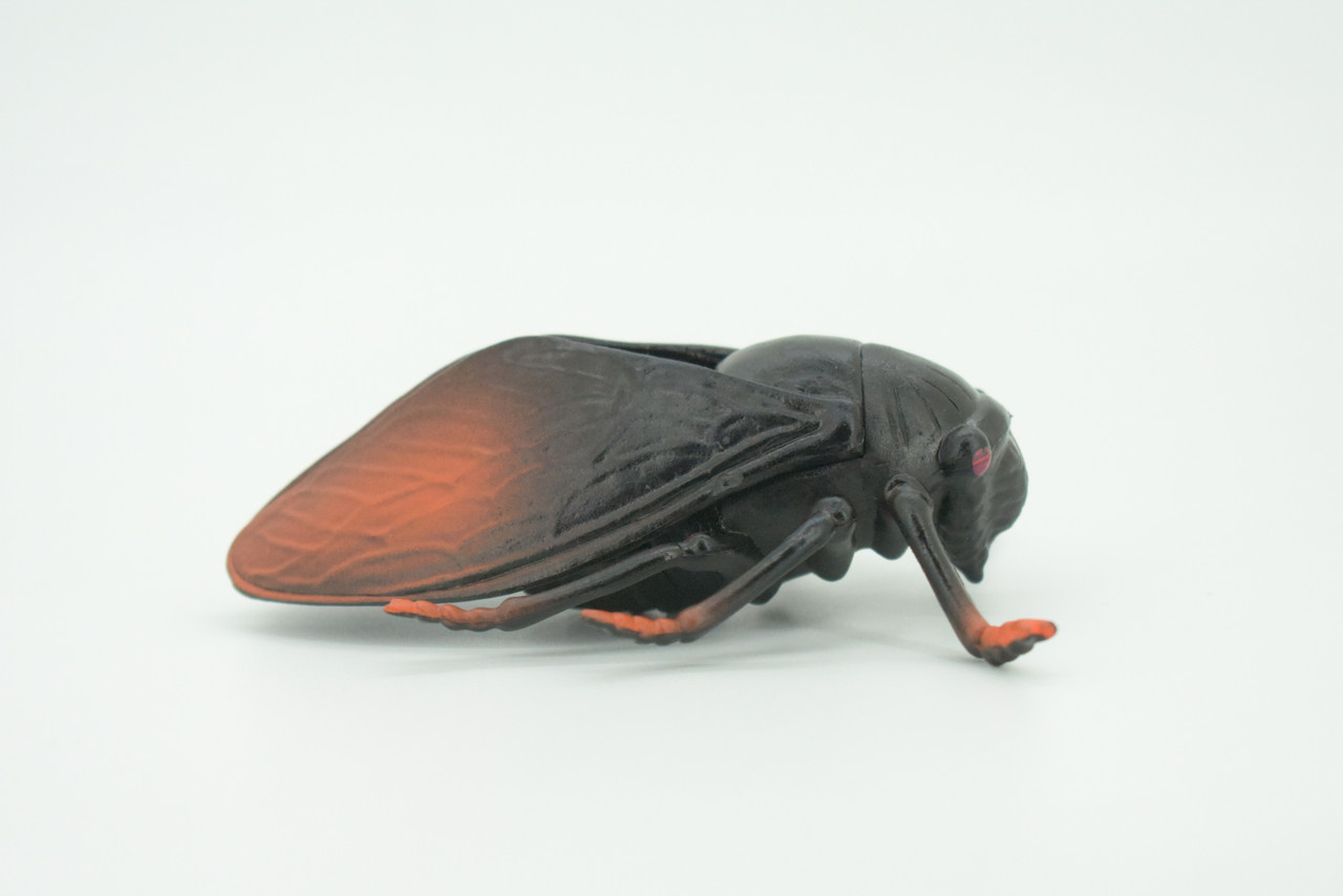 Cicada, Cicadidae, Hand Painted, Rubber Insect, Educational, Realistic Figure, Lifelike Model, Gift,   4"    AR21 B329