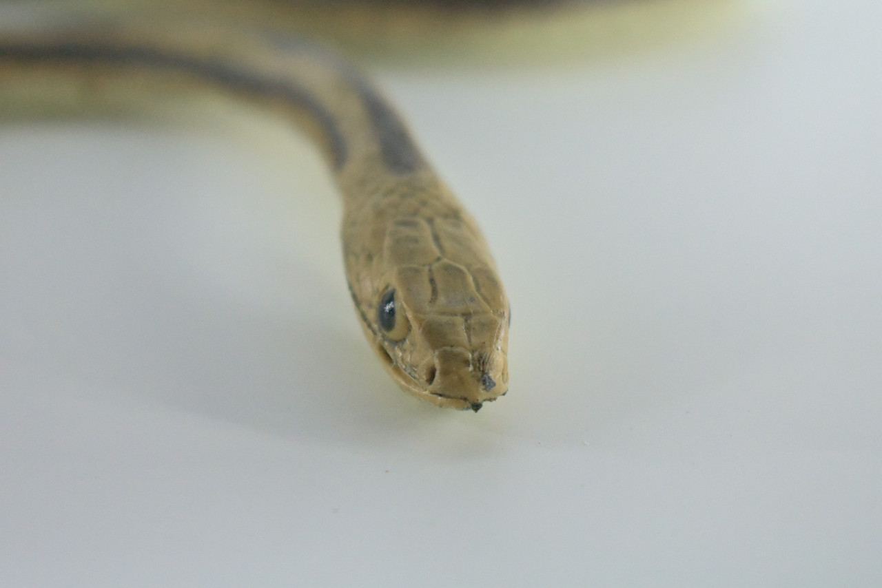 Rat Snake, Brown, Hand Painted, High Quality, Hard Rubber Snake, Realistic Reptile, Toy Figure, Model, Replica, Kids, Educational, Gift,      17"   IM13 B657