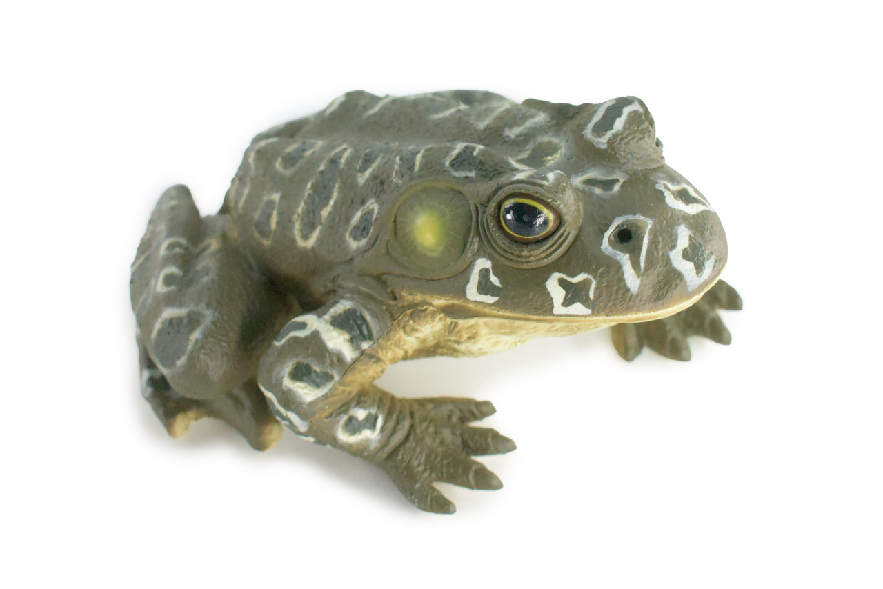 Bull Frog, High Quality, Hand Painted, Hard Rubber Frog, Realistic Amphibian, Toy Figure, Model, Replica, Kids, Educational, Gift, 9" IM19 B655