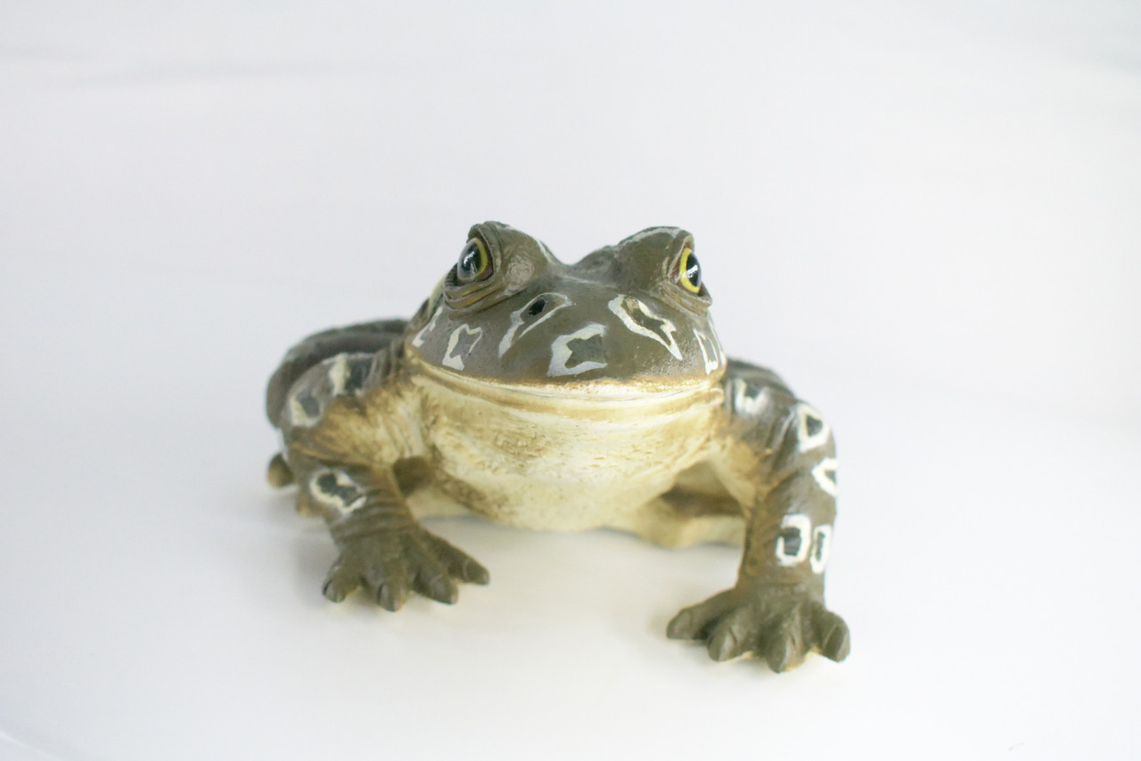 Bull Frog, High Quality, Hand Painted, Hard Rubber Frog, Realistic Amphibian, Toy Figure, Model, Replica, Kids, Educational, Gift,    9"    IM19 B655