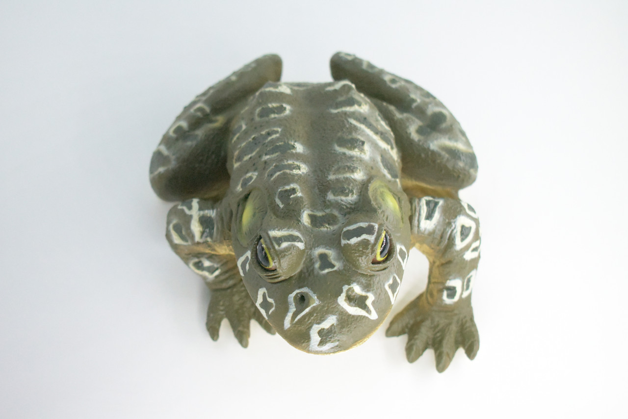 Bull Frog, High Quality, Hand Painted, Hard Rubber Frog, Realistic Amphibian, Toy Figure, Model, Replica, Kids, Educational, Gift,    9"    IM19 B655
