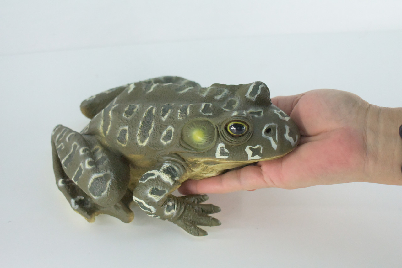 Bull Frog, High Quality, Hand Painted, Hard Rubber Frog, Realistic Amphibian, Toy Figure, Model, Replica, Kids, Educational, 9 Inches.
