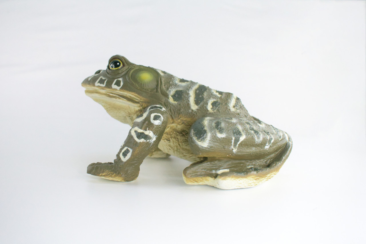 Bull Frog, High Quality, Hand Painted, Hard Rubber Frog, Realistic Amphibian, Toy Figure, Model, Replica, Kids, Educational, Gift,    9"    IM19 B655
