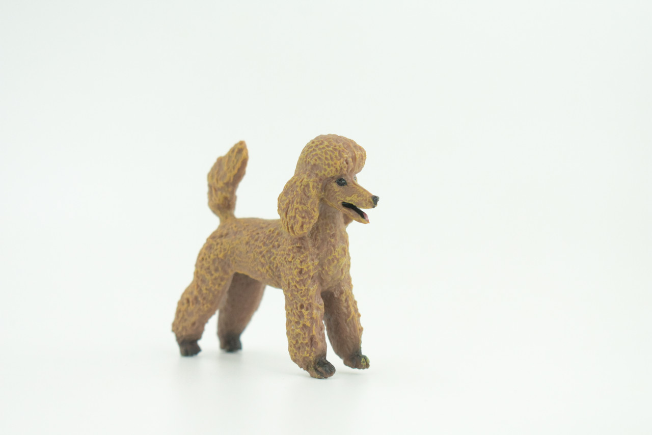 Poodle Dog, Rubber Canine, Hand Painted, Educational, Realistic,  K9, Figure, Model, Replica, Toys, Kids, Gift,    3 Inches.   CH734 BB184