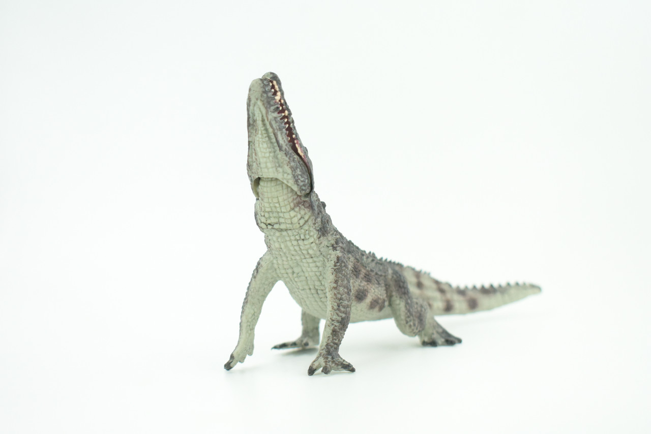 Crocodile, Museum Quality, Educational, Hand Painted, Rubber Reptile, Realistic, Diorama, Toy, Kids, Gift,  7 Inches.  CH751 BB183