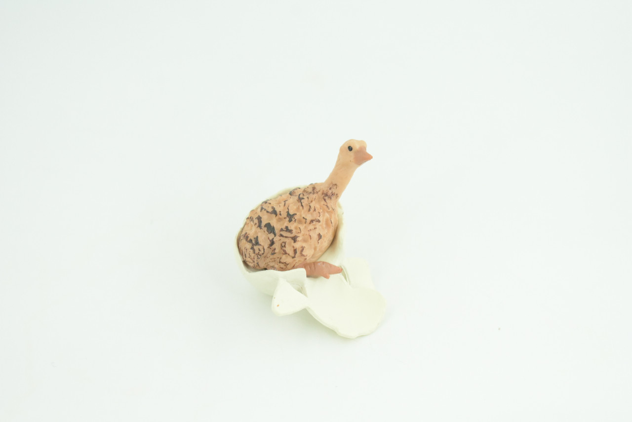 Ostrich Life Cycle, 4 Piece Set, Museum Quality, Hand Painted, Educational, Rubber, Realistic Birds, Figure, Toys, Kids, Gift,   4 Inches.  CH756 BB190