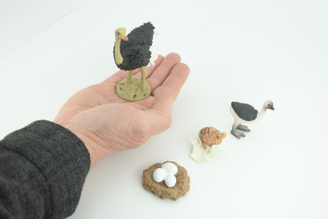 Ostrich Life Cycle, 4 Piece Set, Museum Quality, Hand Painted, Educational, Rubber, Realistic Birds, Figure, Toys, Kids, Gift, 4 Inches. CH756 BB190