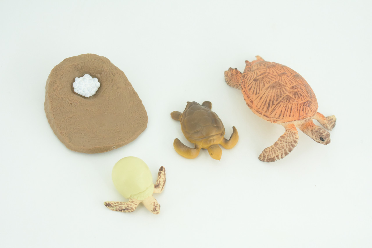 Sea Turtle Life Cycle, Loggerhead, 4 Piece Set, Museum Quality, Hand Painted, Educational, Rubber, Realistic, Toys, Kids, Gift,   3 1/4 Inches.  CH759 BB191