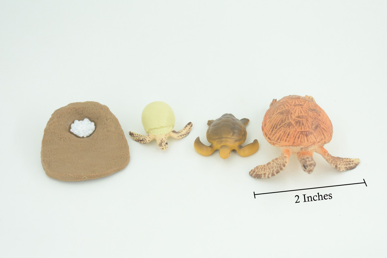 Sea Turtle Life Cycle, Loggerhead, 4 Piece Set, Museum Quality, Hand Painted, Educational, Rubber, Realistic, Toys, Kids, Gift,   3 1/4 Inches.  CH759 BB191