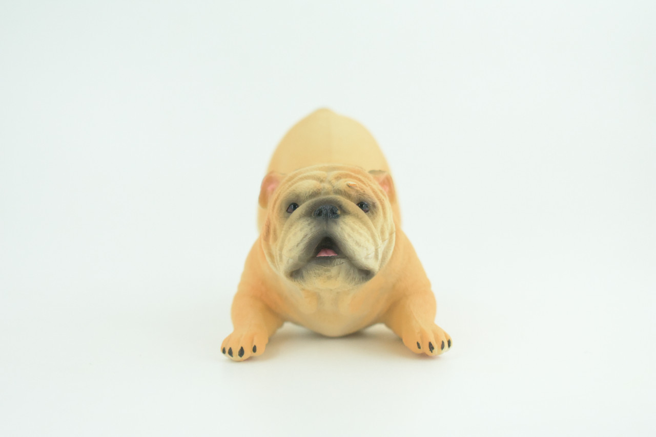 English Bulldog, Museum Quality, Hand Painted, Educational, Rubber Canine, Realistic, K9, Figure, Toys, Kids, Gift,   4 Inches.  CH761 BB191