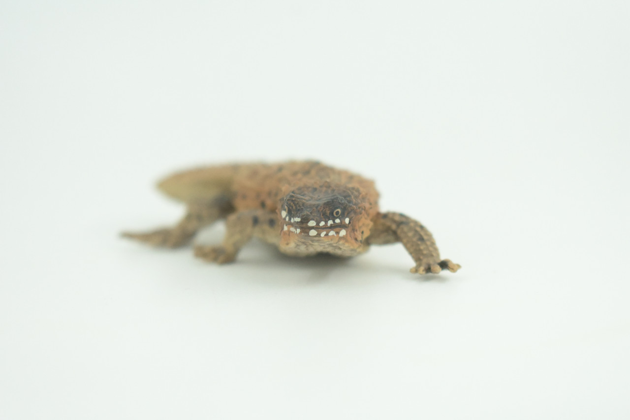 Pygmy Spiny-tailed Skink, Egernia depressa, Museum Quality, Educational, Hand Painted, Rubber Reptile, Diorama, Toy, Kids, Gift,  5 Inches.  CH766 BB192
