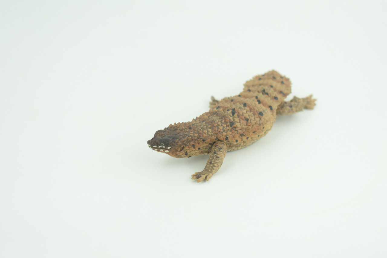Pygmy Spiny-tailed Skink, Egernia depressa, Museum Quality, Educational, Hand Painted, Rubber Reptile, Diorama, Toy, Kids, Gift,  5 Inches.  CH766 BB192