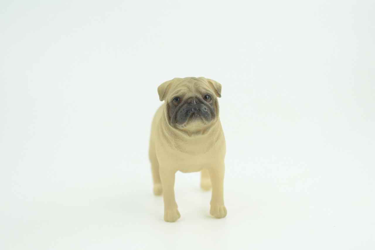 Pug Dog, Male, Museum Quality, Hand Painted, Educational, Rubber Canine, Realistic, K9, Figure, Toys, Kids, Gift,   3 Inches.  CH768 BB192