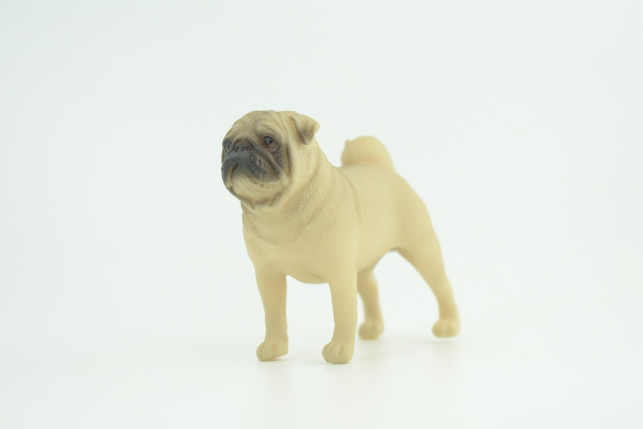 Pug Dog, Male, Museum Quality, Hand Painted, Educational, Rubber Canine, Realistic, K9, Figure, Toys, Kids, Gift,   3 Inches.  CH768 BB192