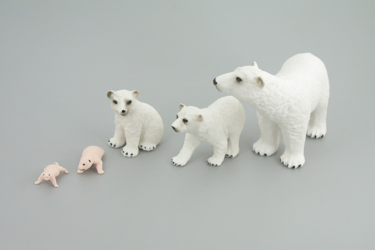 Polar Bear Life Cycle, 5 Piece Set, Museum Quality, Hand Painted, Educational, Rubber, Realistic, Diorama, Toys, Kids, Gift,   4 Inches.  CH777 BB182