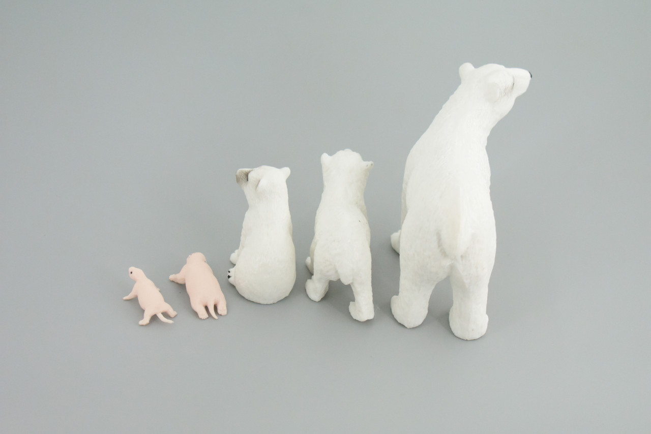 Polar Bear Life Cycle, 5 Piece Set, Museum Quality, Hand Painted, Educational, Rubber, Realistic, Diorama, Toys, Kids, Gift,   4 Inches.  CH777 BB182