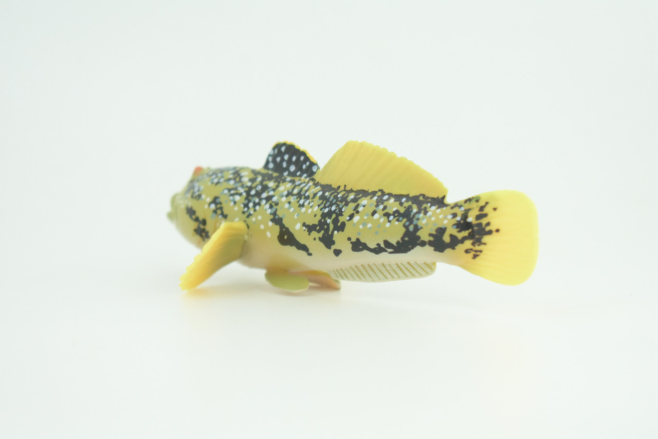 Lingcod Fish, Hand Painted, Museum Quality, Educational, Rubber Fish, Cod, Realistic, Diorama, Toy, Kids, Gift,   4 1/2 Inches.  CH787 BB185