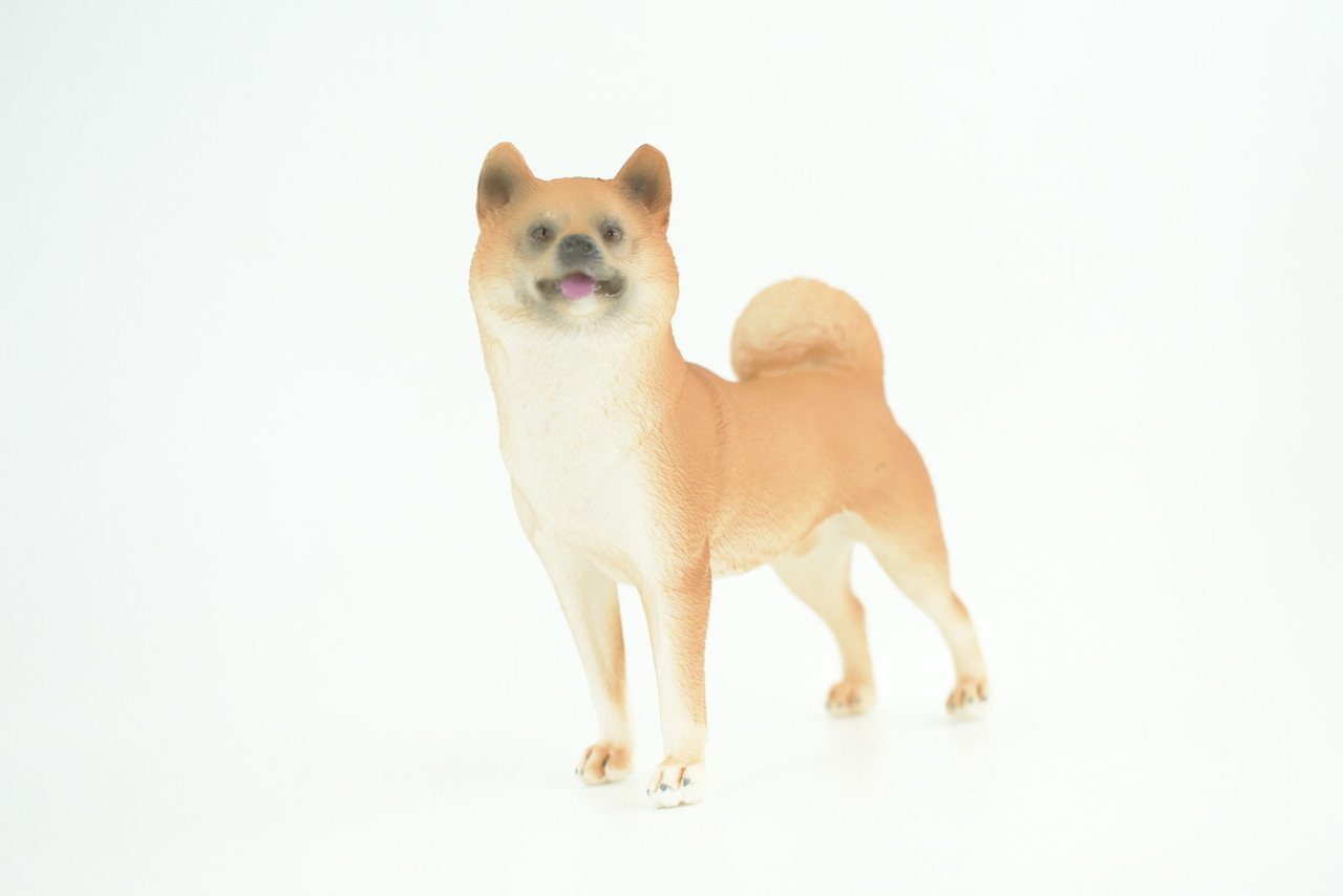 Shiba Inu Dog, Male, Museum Quality, Hand Painted, Educational, Rubber Canine, Realistic, K9, Diorama, Toys, Kids, Gift,   4 Inches.  CH789 BB186