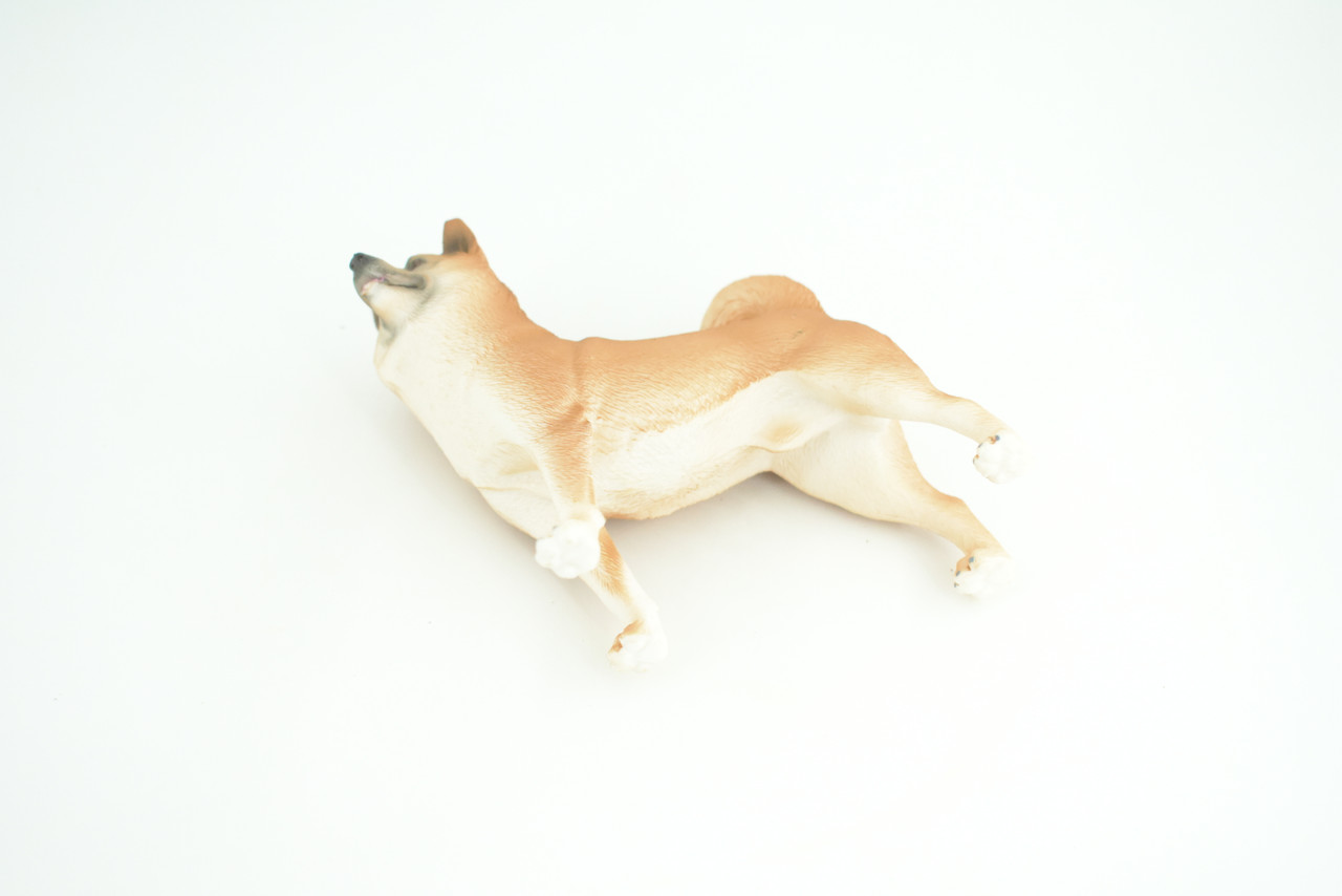 Shiba Inu Dog, Male, Museum Quality, Hand Painted, Educational, Rubber Canine, Realistic, K9, Diorama, Toys, Kids, Gift,   4 Inches.  CH789 BB186
