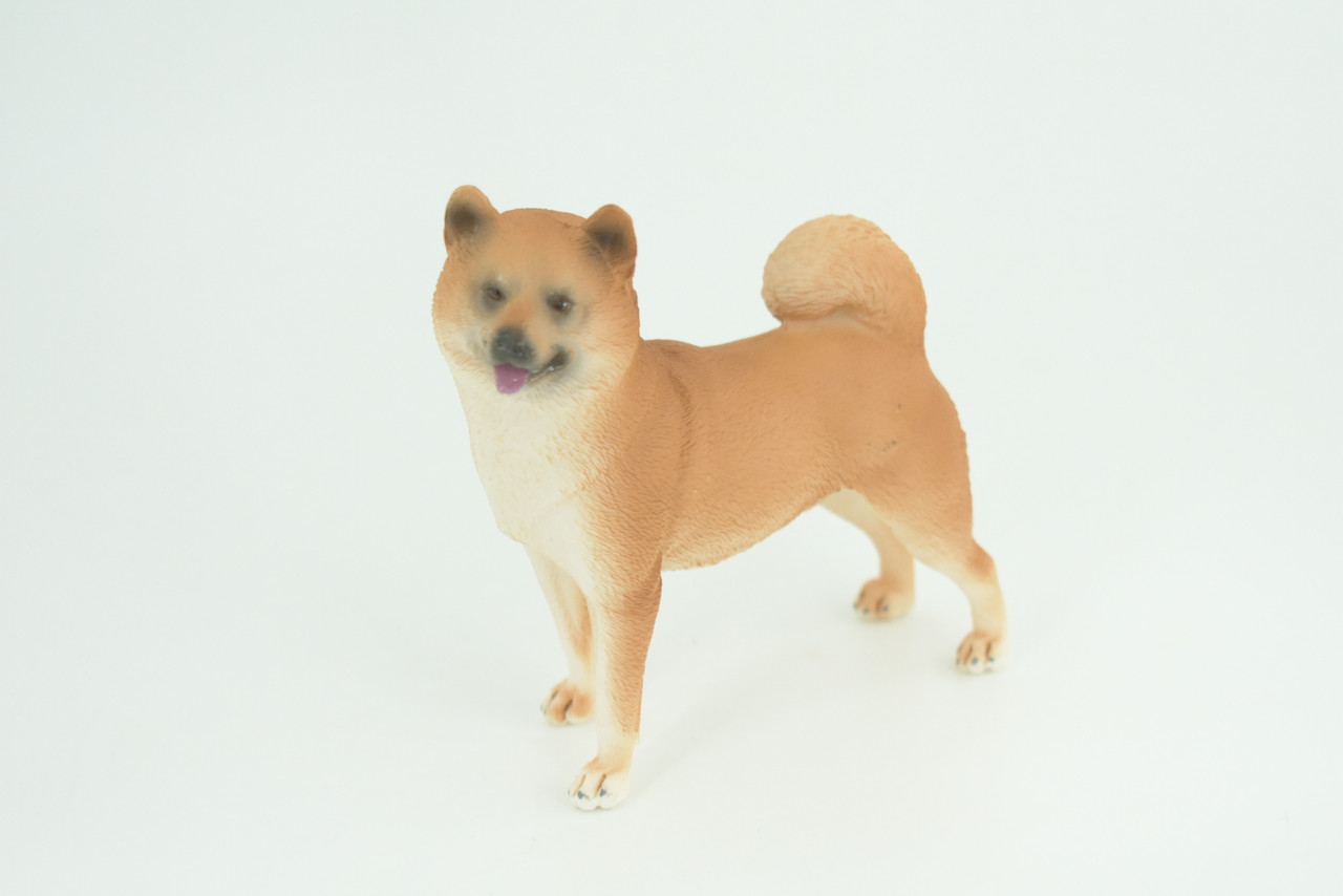 Shiba Inu Dog, Male, Museum Quality, Hand Painted, Educational, Rubber Canine, Realistic, K9, Diorama, Toys, Kids, Gift,   4 Inches.  CH789 BB186