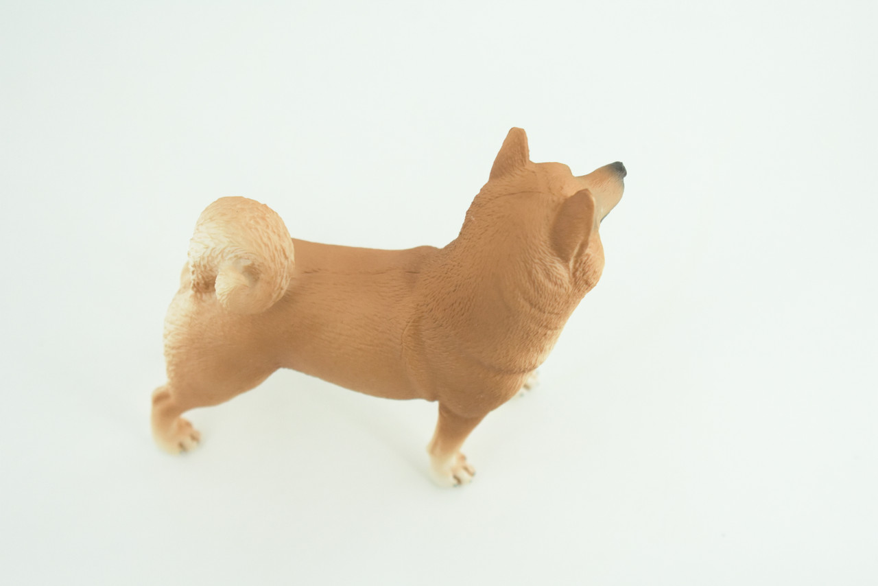 Shiba Inu Dog, Male, Museum Quality, Hand Painted, Educational, Rubber Canine, Realistic, K9, Diorama, Toys, Kids, Gift,   4 Inches.  CH789 BB186