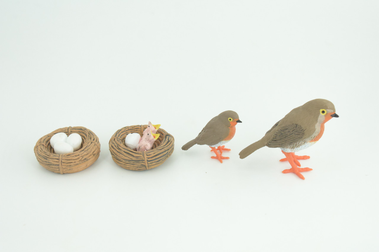 Robin Bird Life Cycle, 4 Piece Set, Museum Quality, Hand Painted, Educational, Rubber, Realistic, Diorama, Toys, Kids, Gift,   3 Inches.  CH797 BB187