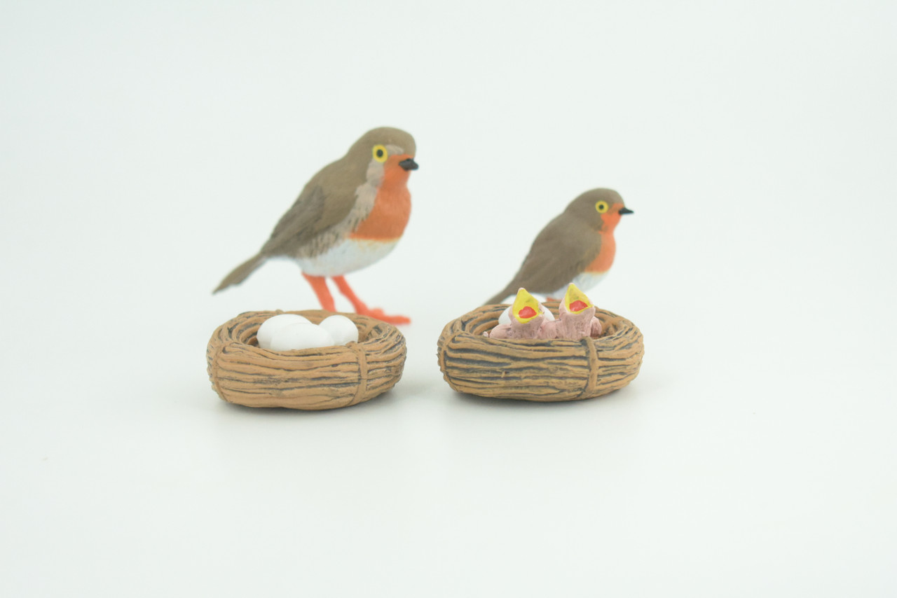 Robin Bird Life Cycle, 4 Piece Set, Museum Quality, Hand Painted, Educational, Rubber, Realistic, Diorama, Toys, Kids, Gift,   3 Inches.  CH797 BB187