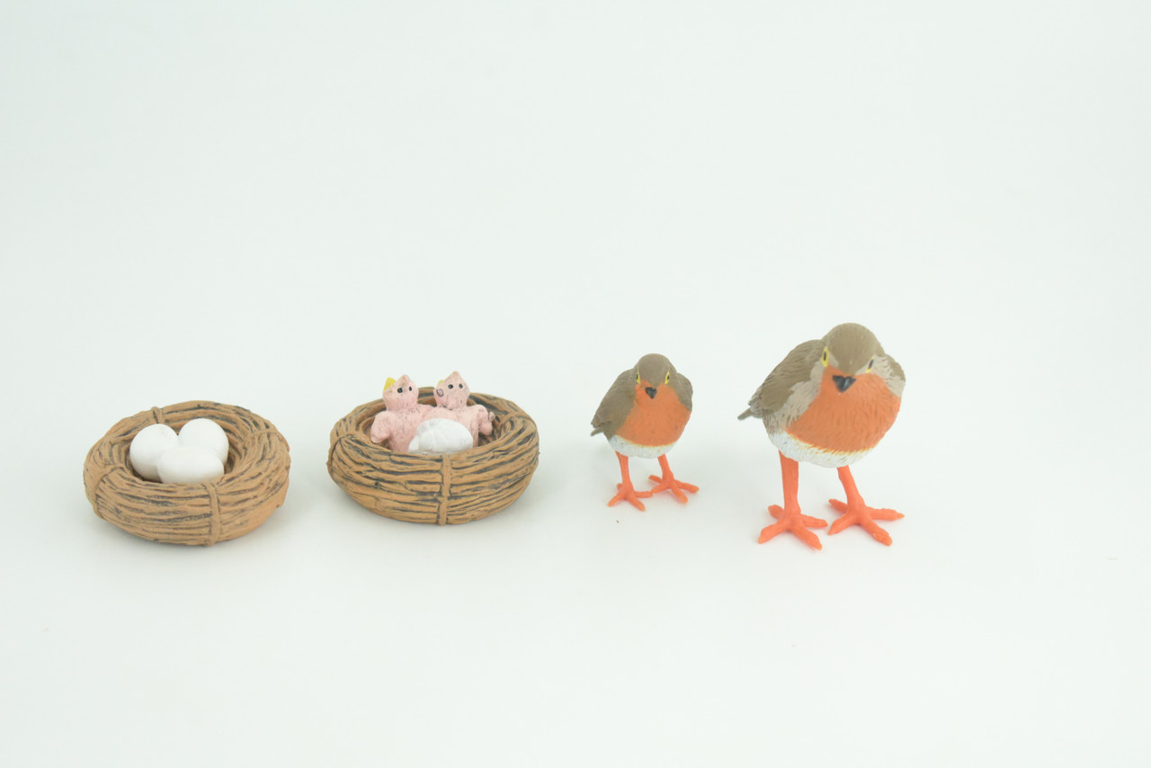 Robin Bird Life Cycle, 4 Piece Set, Museum Quality, Hand Painted, Educational, Rubber, Realistic, Diorama, Toys, Kids, Gift,   3 Inches.  CH797 BB187