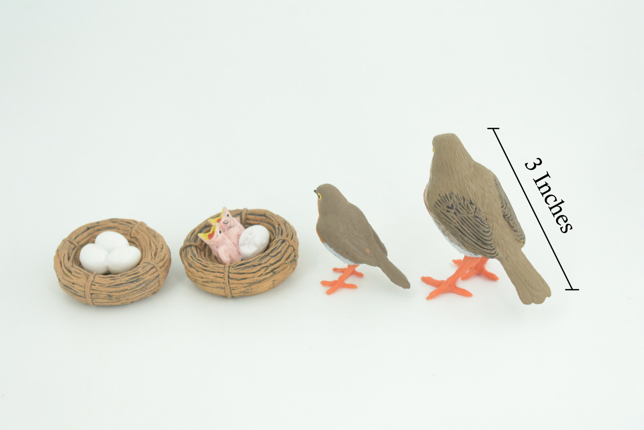 Robin Bird Life Cycle, 4 Piece Set, Museum Quality, Hand Painted, Educational, Rubber, Realistic, Diorama, Toys, Kids, Gift, 3 Inches. CH797 BB187
