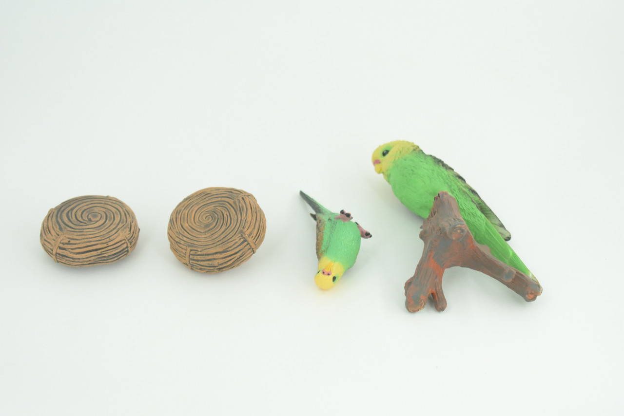 Parrot Life Cycle, 4 Piece Set, Museum Quality, Hand Painted Birds, Educational, Rubber, Realistic, Diorama, Toys, Kids, Gift,   4 Inches.  CH801 BB188