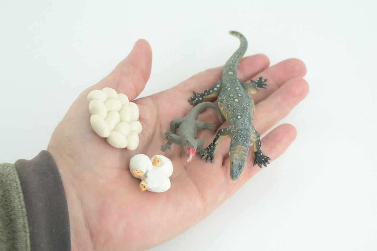 Komodo Dragon Life Cycle, 4 Piece Set, Museum Quality, Hand Painted Reptiles, Educational, Rubber, Realistic, Diorama, Toys, Kids, Gift, 6 Inches. CH802 BB188
