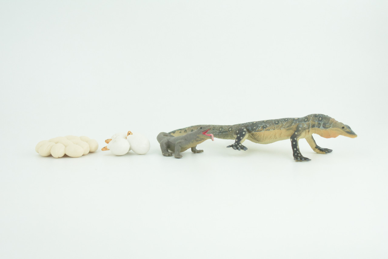 Komodo Dragon Life Cycle, 4 Piece Set, Museum Quality, Hand Painted Reptiles, Educational, Rubber, Realistic, Diorama, Toys, Kids, Gift, 6 Inches.  CH802 BB188