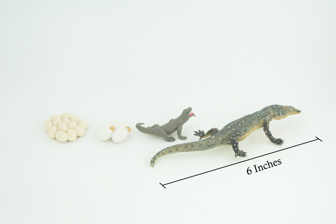 Komodo Dragon Life Cycle, 4 Piece Set, Museum Quality, Hand Painted Reptiles, Educational, Rubber, Realistic, Diorama, Toys, Kids, Gift, 6 Inches. CH802 BB188