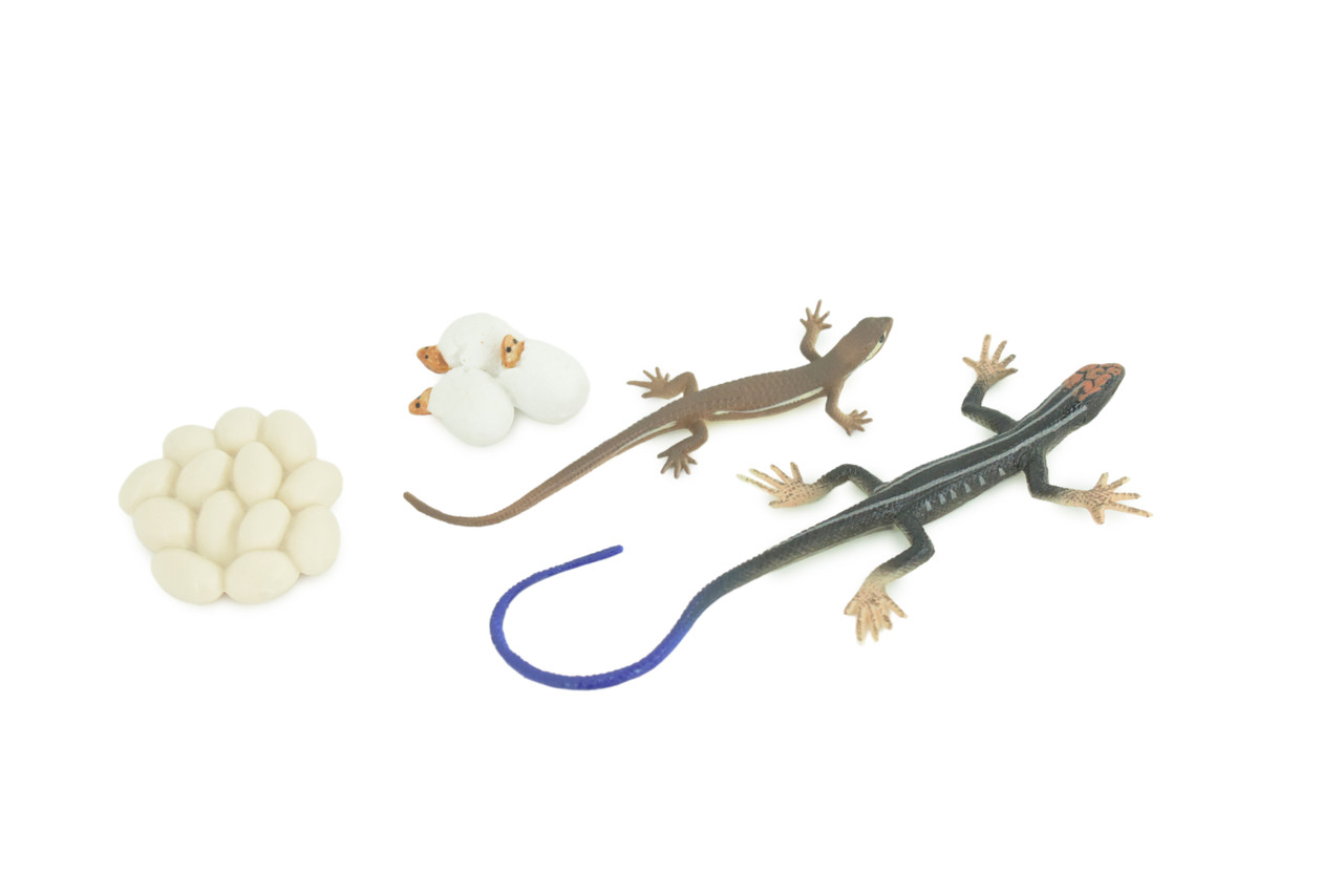Blue-Tailed Skink Life Cycle, 4 Piece Set, Museum Quality, Hand Painted Reptiles, Educational, Rubber, Realistic, Diorama, Toys, Kids, Gift, 5 Inches. CH803 BB188