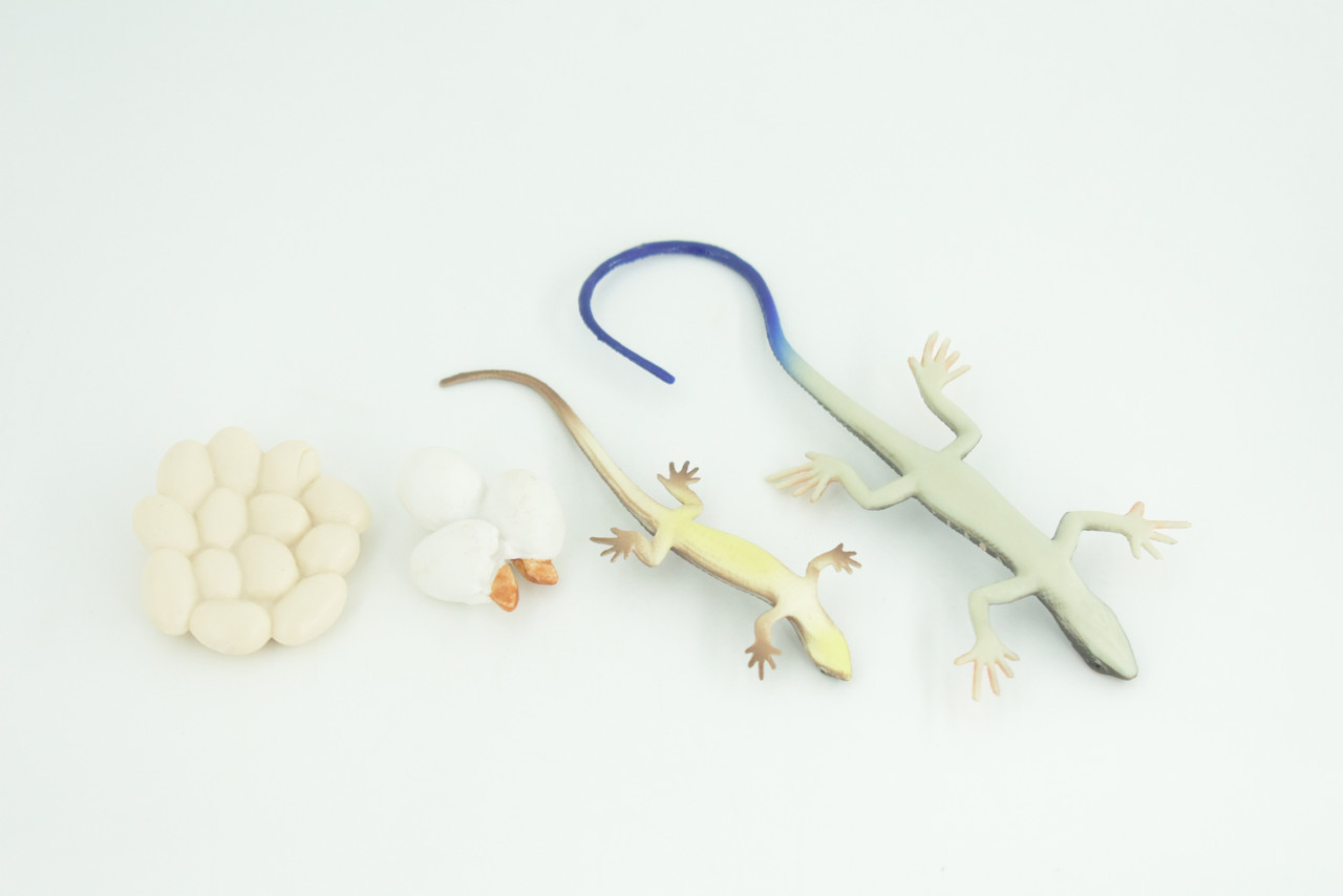 Blue-Tailed Skink Life Cycle, 4 Piece Set, Museum Quality, Hand Painted Reptiles, Educational, Rubber, Realistic, Diorama, Toys, Kids, Gift, 5 Inches. CH803 BB188