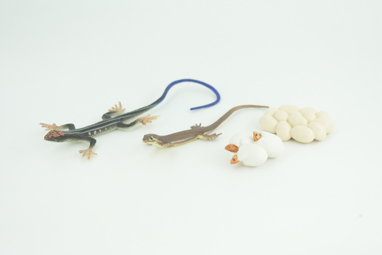 Blue-Tailed Skink Life Cycle, 4 Piece Set, Museum Quality, Hand Painted Reptiles, Educational, Rubber, Realistic, Diorama, Toys, Kids, Gift, 5 Inches. CH803 BB188