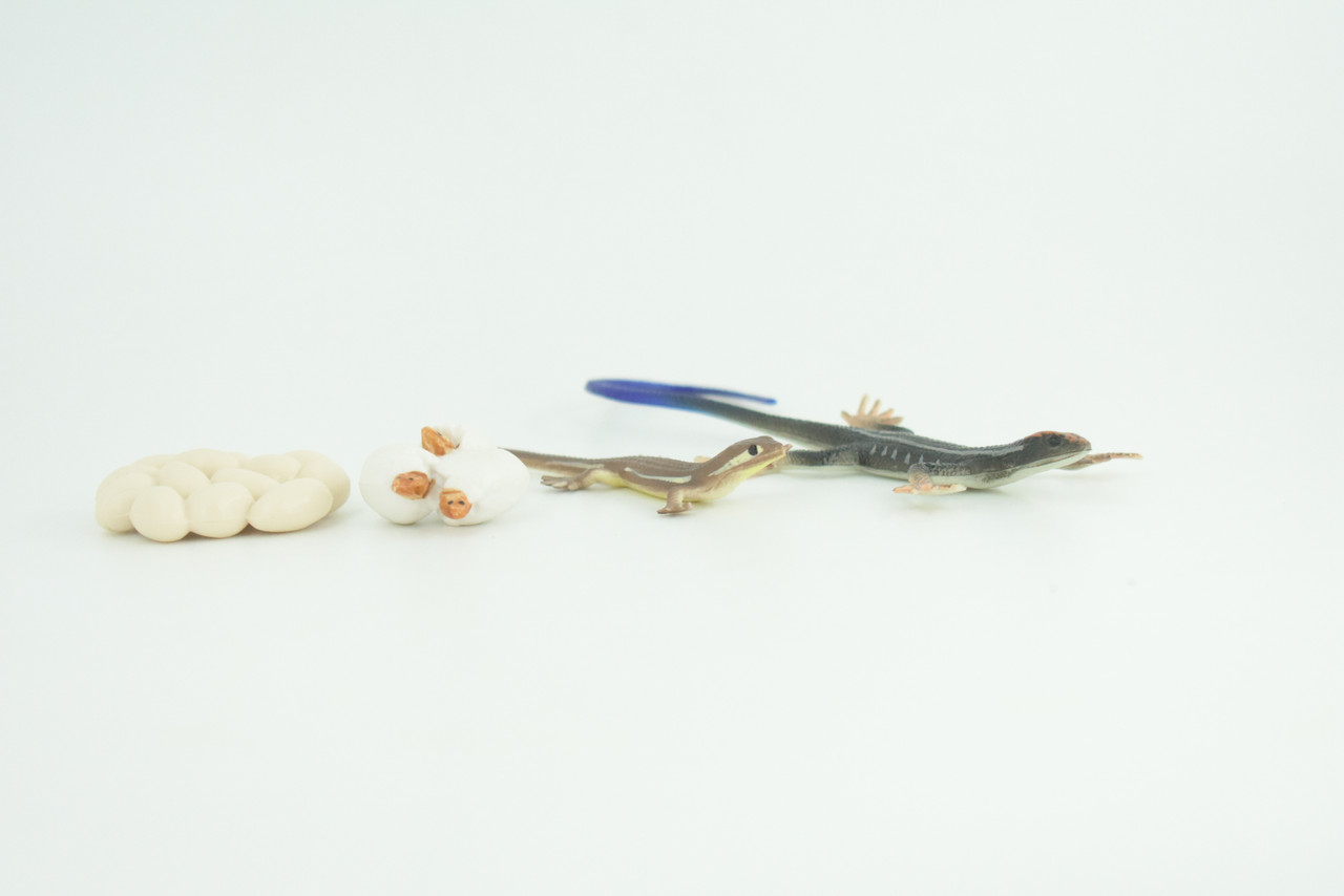 Blue-Tailed Skink Life Cycle, 4 Piece Set, Museum Quality, Hand Painted Reptiles, Educational, Rubber, Realistic, Diorama, Toys, Kids, Gift, 5 Inches. CH803 BB188