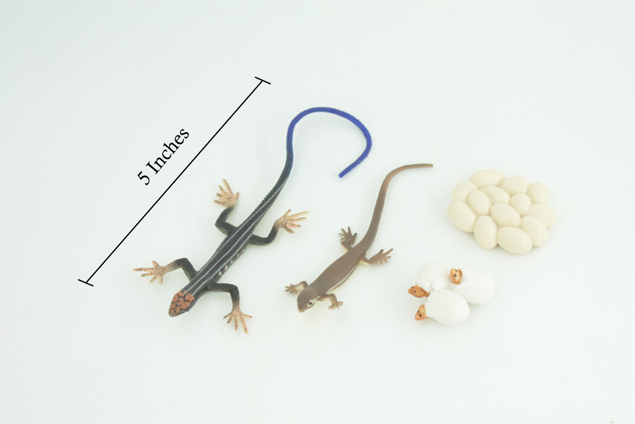 Blue-Tailed Skink Life Cycle, 4 Piece Set, Museum Quality, Hand Painted Reptiles, Educational, Rubber, Realistic, Diorama, Toys, Kids, Gift, 5 Inches. CH803 BB188