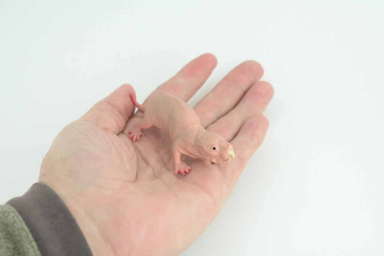 Naked Mole Rat, Desert mole, Museum Quality, Educational, Hand Painted, Rubber Animal, Realistic, Diorama, Toy, Kids, Gift, 3 1/2 Inches. CH805 BB188